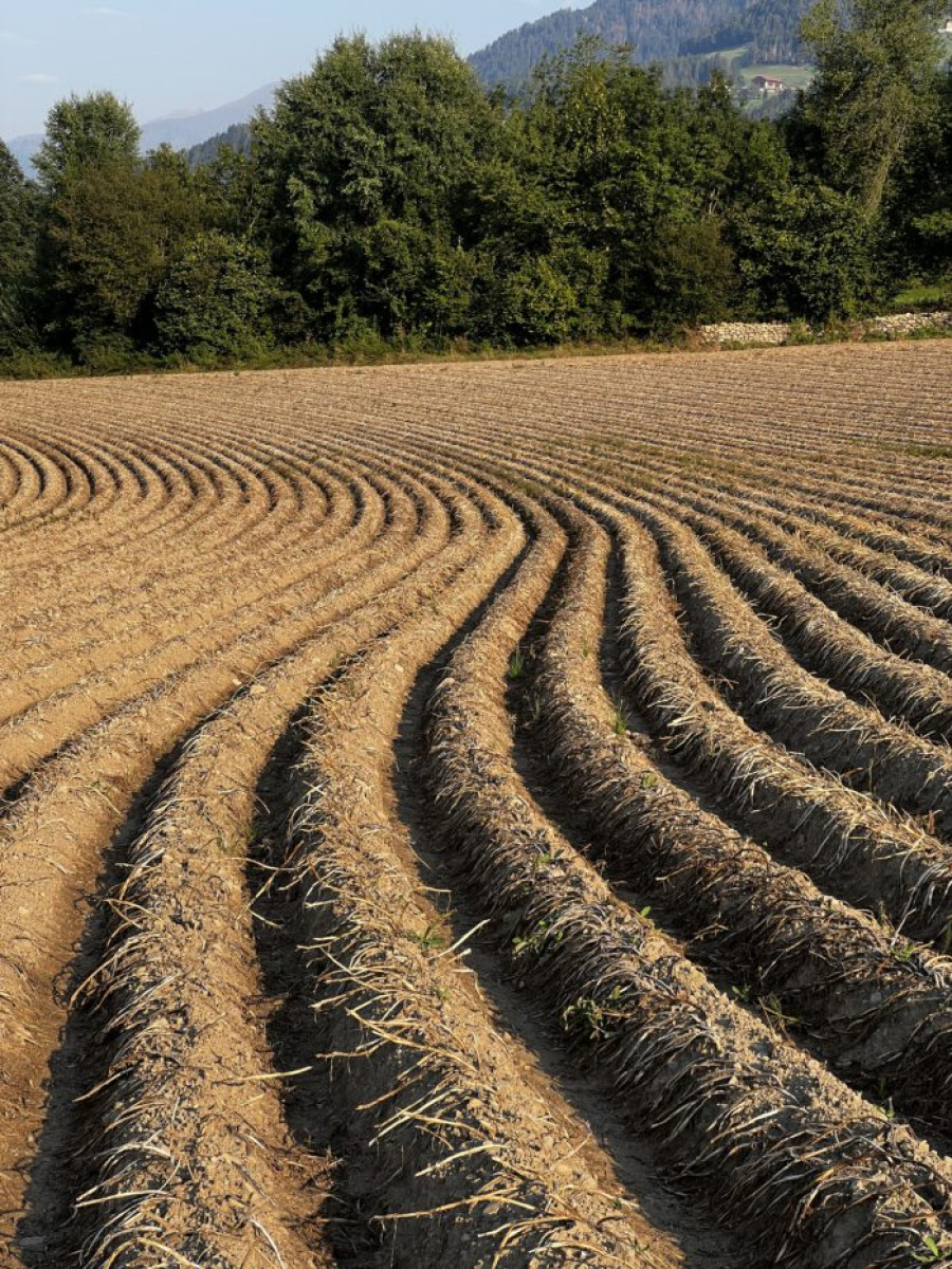 Feld in S&uuml;dtirol mit sehr regelm&auml;&szlig;igen klaren Wellen im Boden. Symbolisiert klare Information und Struktur ohne St&ouml;faktoren.