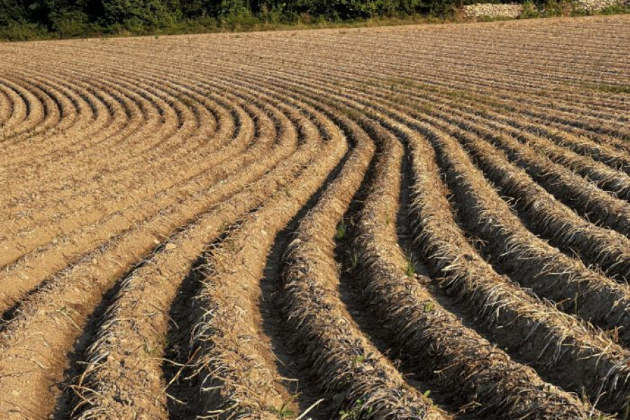 Feld in S&uuml;dtirol mit sehr regelm&auml;&szlig;igen klaren Wellen im Boden. Symbolisiert klare Information und Struktur ohne St&ouml;faktoren.